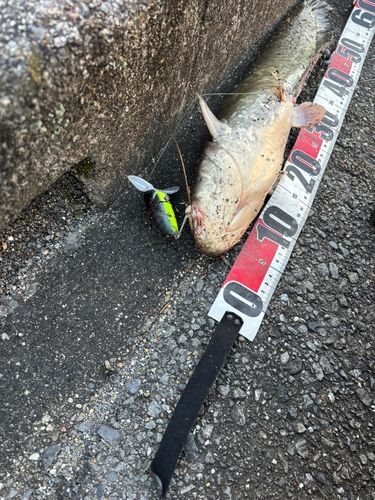 マナマズの釣果