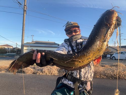 マナマズの釣果