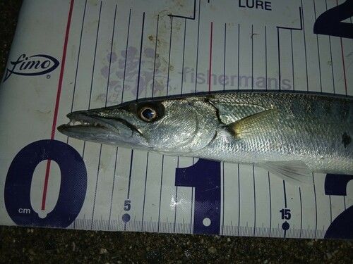 オニカマスの釣果