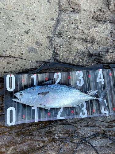 スマガツオの釣果