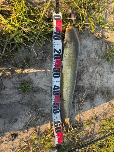マナマズの釣果
