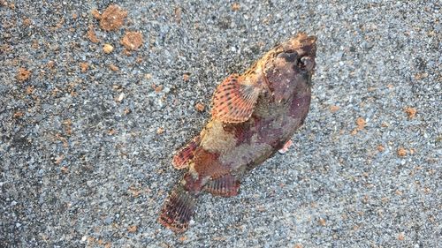 ヨロイメバルの釣果