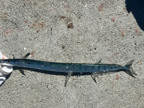 ホシザヨリの釣果