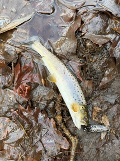 ブラウントラウトの釣果