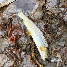 ブラウントラウト