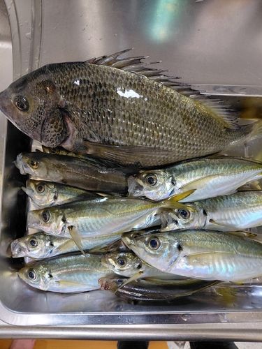 クロダイの釣果