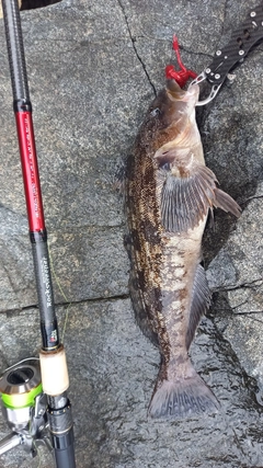 アイナメの釣果