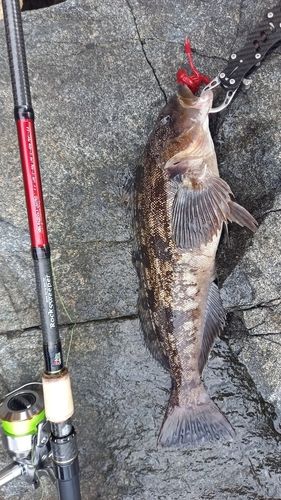 アイナメの釣果