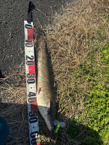 マナマズの釣果