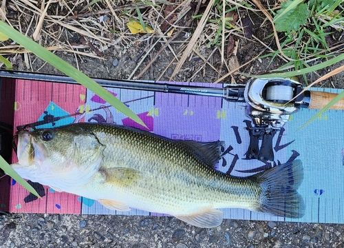 ブラックバスの釣果