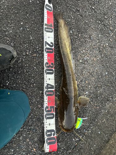 マナマズの釣果