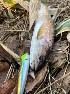 アメマスの釣果