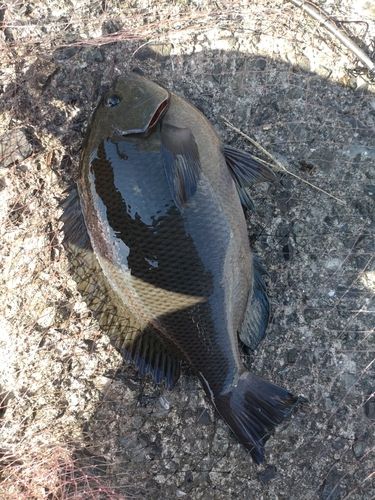 クチブトグレの釣果