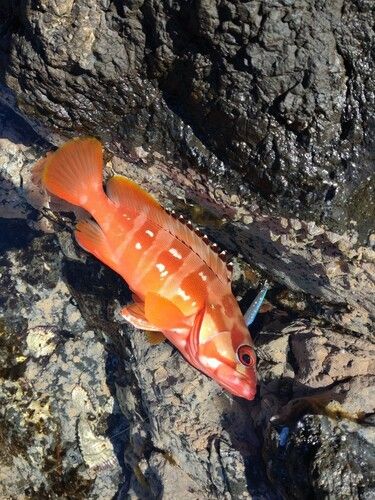 アカハタの釣果