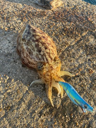 コウイカの釣果