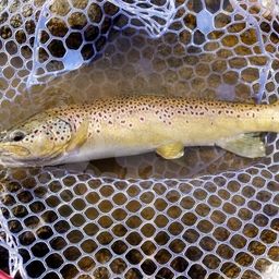 ブラウントラウト