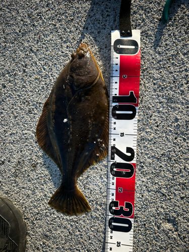 カレイの釣果