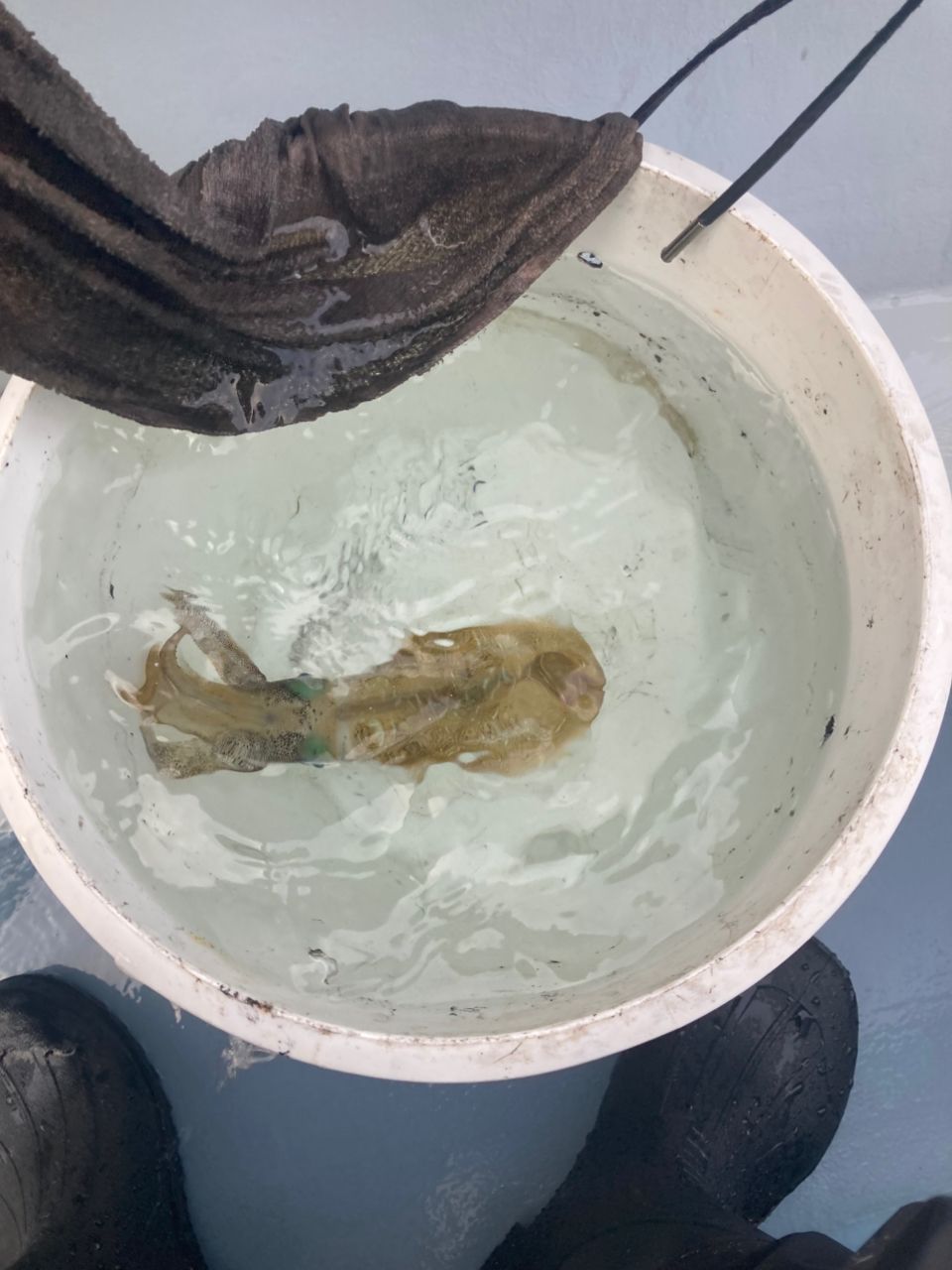 Guest63662389さんの釣果 1枚目の画像