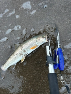 アメマスの釣果