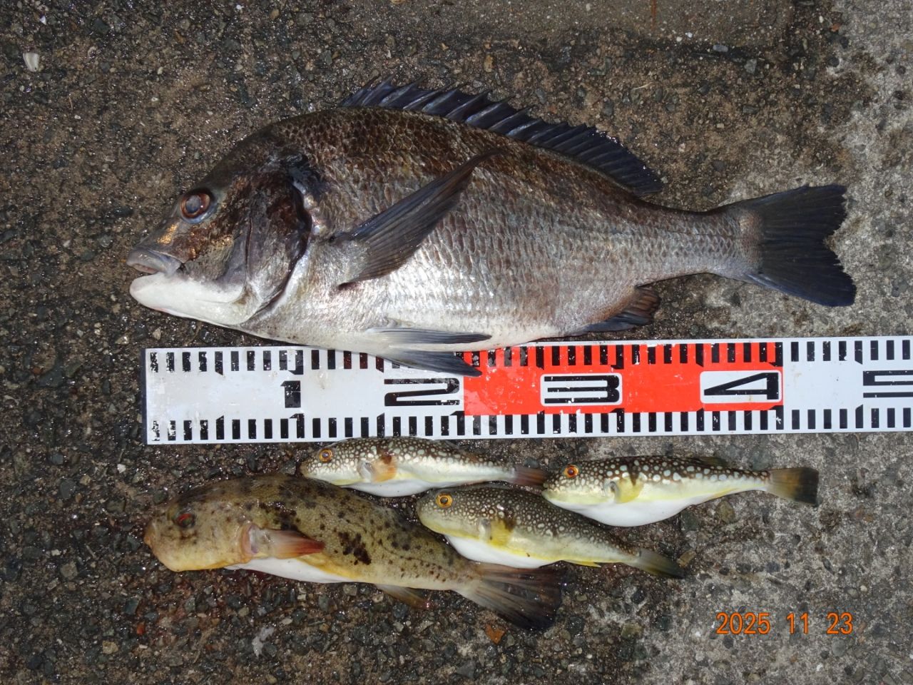 SHIMANO 19鱗海 AX 0.6-530の最安値・インプレ・釣果 | 本音の口コミが