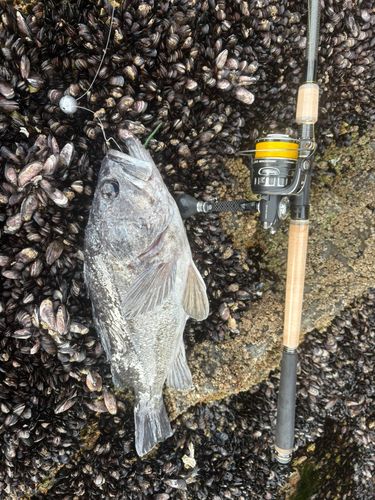 クロソイの釣果