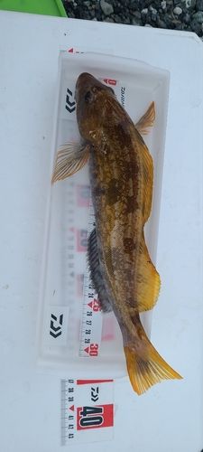 アイナメの釣果