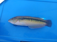 キュウセンの釣果