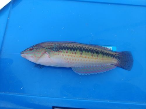 キュウセンの釣果