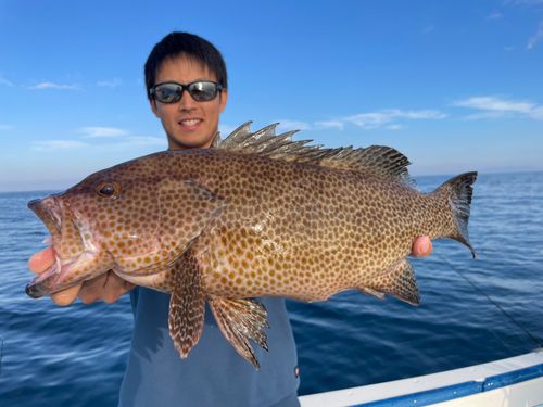 オオモンハタの釣果