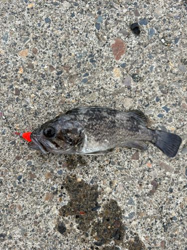 クロソイの釣果