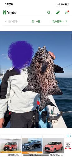 イシガキイシダイの釣果