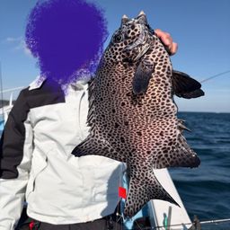 イシガキイシダイ