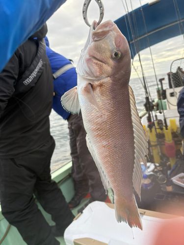 アマダイの釣果