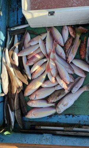 イトヨリダイの釣果