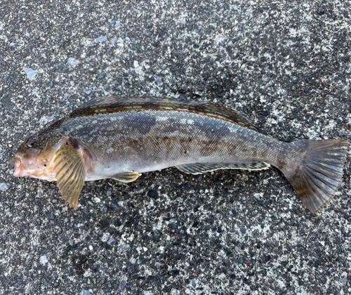 アイナメの釣果