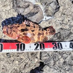 アカマダラハタ