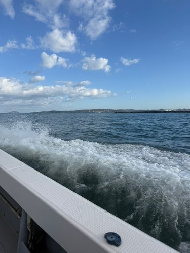 キジハタの釣果