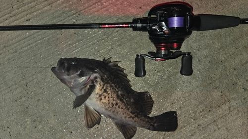 クロソイの釣果