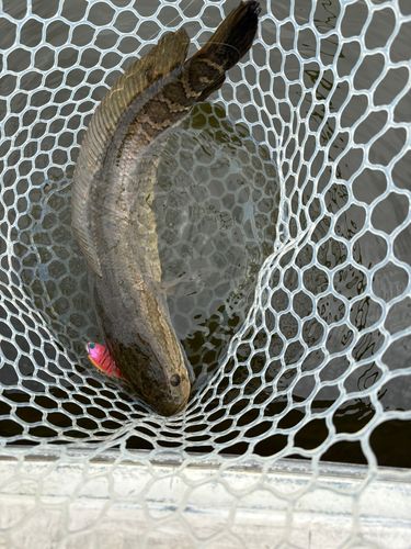 ライギョの釣果