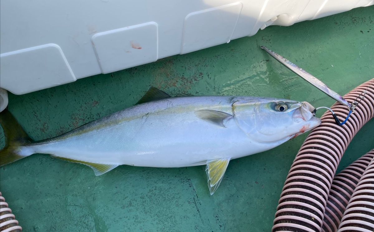魚好き釣り人さんの釣果 2枚目の画像