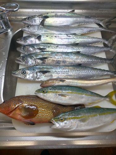 サゴシの釣果
