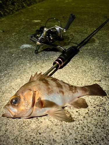 シロメバルの釣果