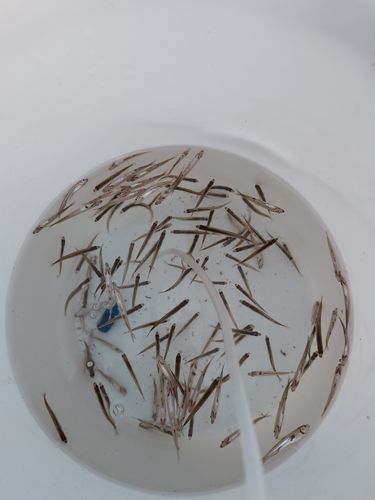 ワカサギの釣果