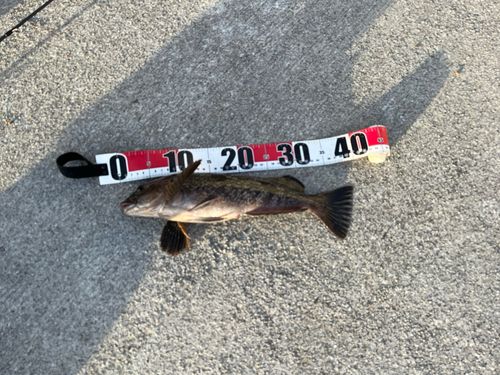 アイナメの釣果