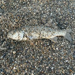 セイゴ（ヒラスズキ）