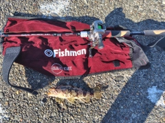 タケノコメバルの釣果