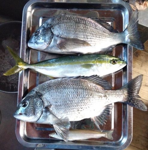 チヌの釣果