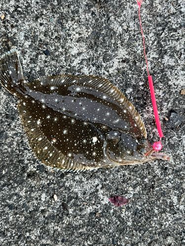 カレイの釣果