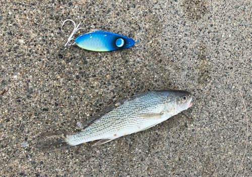 イシモチの釣果