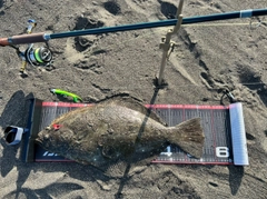 ヒラメの釣果